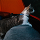 Illustration for article titled How To Take Your Cat Camping
